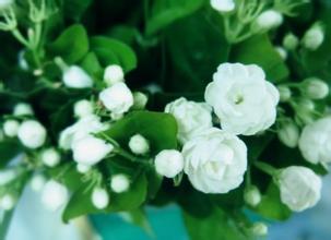 女性陰道炎是什么原因引起的