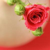 做完處女膜修補(bǔ)術(shù)后該如何護(hù)理