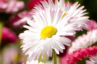 子宮內膜炎疾病的癥狀有哪些