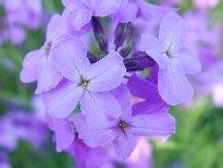 盆腔炎疾病的癥狀有哪些