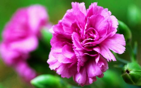 做處女膜修補術要多少錢