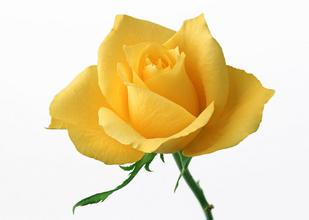 宮頸性不孕的危害有哪些