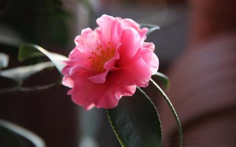 女性白帶異常需要做哪些檢查