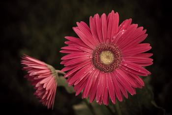 乳腺癌的發(fā)病原因